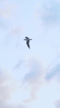 Güzel bulutlu beyaz gökyüzünde, deniz kenarında uçuyor. Doğa manzarası. Deniz üzerinde mükemmel bir ufuk çizgisi. Deniz kenarı, tatil ve özgürlük kavramı.