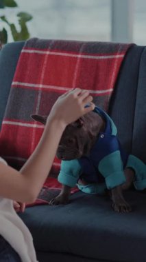 Genç Asyalı çekici, neşeli kadın, evcil hayvanını eğitiyor, küçük sevimli köpeğine atıştırmalık veriyor, birlikte oturma odasında oynuyorlar..