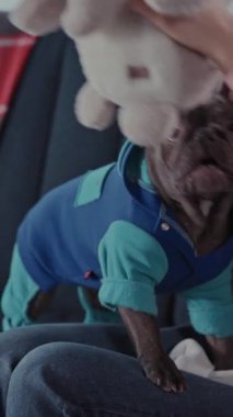 Konforlu oturma odasında genç Asyalı bir kadın buldoguyla oynuyor güzel aktif köpeğiyle koltukta oturan oyuncağı ısırıyor. Eğlence. Aile bir arada. Evcil hayvanlar.