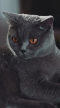 İskoç kedisinin yakından çekilmiş portresi. Şaşırmış ve şaşırtıcı bir şekilde koltukta oturuyor. Sahibi, gri kürk rengi, ev arka planı, ön manzara. RED Epic 'te Çekim Geldi