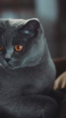 Kızgın İskoç Heteroseksüel Kedi 'nin yakın plan portresi koltukta oturan huysuz, şaşkın suratlı, gri kürk rengi, ev arka planı, ön manzara. RED Epic Camera 'da Çekim