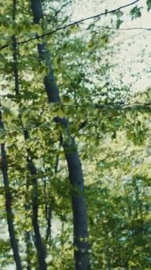 Parlak güneş ışınları orman ağaçlarının arasında parlıyor. Doğanın güzelliği, manzara, rahatlık, rahatlama. Sakinlik.