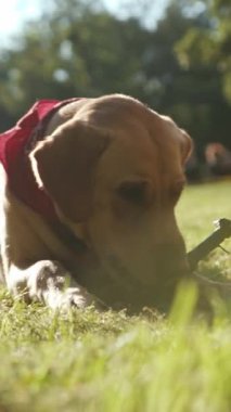 Parlak kırmızı bandana takan neşeli bir köpek güneşli bir parkta enerjik bir şekilde çalıyor, doğanın güzelliğinin tadını çıkarıyor.