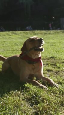 Mutlu bir köpek parkta güneşli bir günün tadını çıkarır, enerjik bir şekilde yemyeşil çimenlerde bir sopayla oynar.