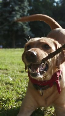 Neşeli ve neşeli bir köpek, neşeli ve enerjik bir şekilde elinde sopayla geziyor.