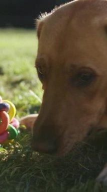 Neşeli ve eğlenceli bir Labrador av köpeği dışarıda renkli oyuncaklarla güneşli bir günün tadını çıkarıyor.