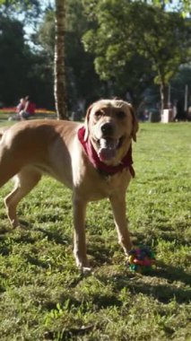 Neşeli, mutlu bir köpek güneşli bir parkta oynarken insanlar arka planda eğleniyor.