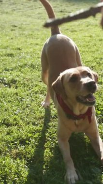 Oyuncu bir köpek parkta mutlu mesut dolaşır, harika vakit geçirir ve sahibiyle dışarıda eğlenir.