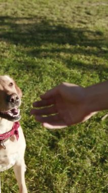 Güneşli bir park ortamında, neşeli bir köpek keyifli sahibinden zevkle lezzetli şeyler yakalar.