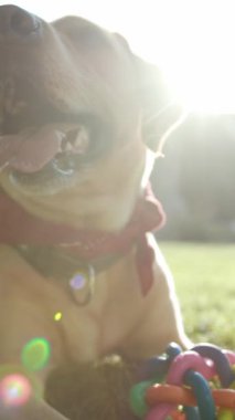 Neşeli bir köpek açık havada neşeli, renkli oyuncaklarla oyun zamanının keyfini çıkarıyor.