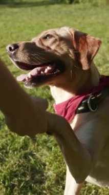 Canlı, yemyeşil bir parkta neşeli bir köpek bir insanla mutlu bir şekilde bağ kurar. Arkadaşlıklarının güzelliğini gösterir.