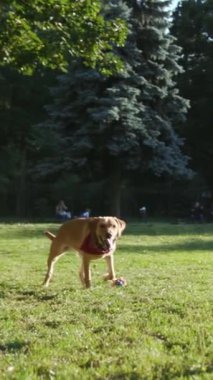 Renkli bir bandana takan neşeli bir köpek güneşli bir parkta neşeli bir şekilde eğleniyor.