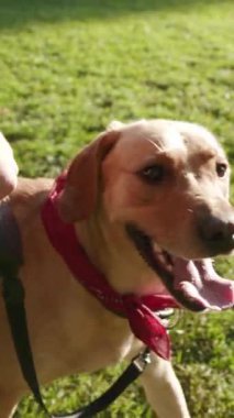 Neşeli ve neşeli bir Labrador av köpeği kırmızı yakalı güzel ve güneşli bir günün tadını çıkarıyor.