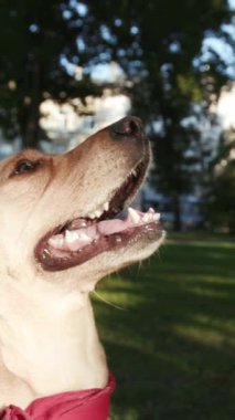 Bu, güneş ışığıyla aydınlatılan neşeli bir köpek portresi. Parlak kırmızı bir bandana içeriyor. Evcil hayvan ve doğa temaları için harika.