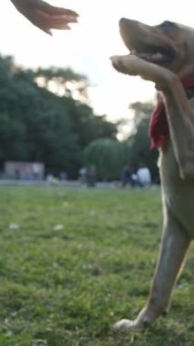 Canlı ve enerjik bir köpek güzel bir gün batımında çimenli bir parkın açıklarında oynamaktan zevk alır.