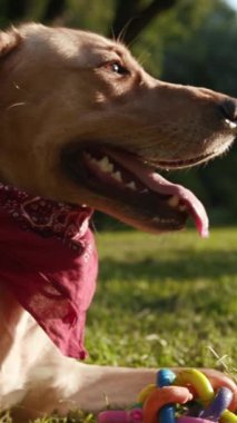 Parlak kırmızı bir bandana takan neşeli ve hayat dolu bir köpek neşeli bir şekilde parkta güneşli bir günün tadını çıkarıyor.