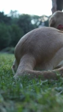 Sevimli bir köpek dışarıda eğleniyor, güzel bir doğal ortamda neşe ve neşe yakalıyor.