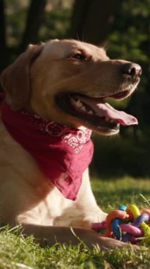 Parlak kırmızı bandana takan neşeli bir köpek güneşli bir ortamda renkli oyuncaklarla oynarken harika vakit geçiriyor.