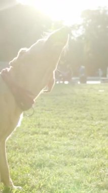 Golden Retriever, güneşli bir parkta güneşleniyor. İnsanlar arka plandaki günlerinin tadını çıkarıyor.