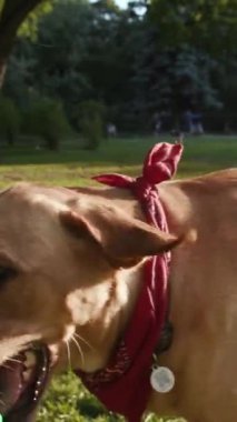 Mutlu bir köpek, güneşli bir parkta parlak ve renkli bir oyuncakla neşe ve neşe saçan bir enerji yayıyor.