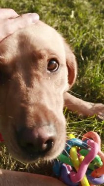 Neşeli altın bir köpek güneşli bir alanda parlak ve renkli bir oyuncakla oynarken harika vakit geçiriyor.