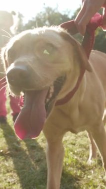 Neşeli bir köpek. Neşeli bir dille gün ışığında gülüyor. Uçsuz bucaksız neşe ve mutluluk yayıyor.