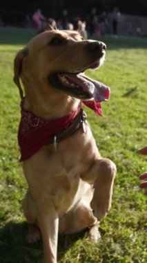 Neşeli ve neşeli bir köpek, parlak kırmızı bir bandana takıyor, enerjik bir şekilde güneşli, canlı bir park ortamında oynuyor.