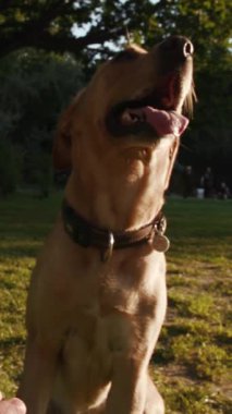 Neşeli bir köpek, neşeli bir şekilde güneşin altında güneşleniyor, dışarıdaki eğlence ve mutluluğun saf özünü yakalıyor.