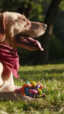 Neşeli ve neşeli bir köpek, neşeli bir şekilde güneşli çimenlerin üzerinde, ağzında canlı bir oyuncakla eğleniyor.