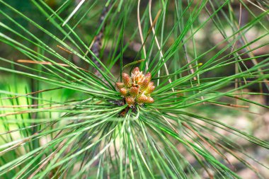 Koni bud köknar ağaçlarının dalları üzerinde.