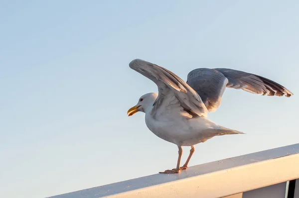 Big White Seagull Takeoff Side View — Stock Photo, Image