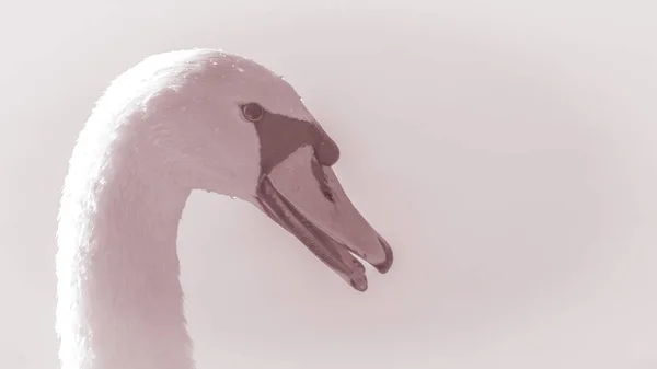 Swan Bilden Chefen För Vacker Graciösa Fågel Närbild — Stockfoto