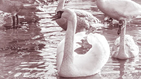 Swans Graceful Birds Water Surface Lake — Stock Photo, Image