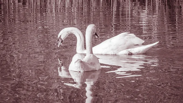 Labutě Půvabná Ptáků Vodní Hladině Jezera — Stock fotografie