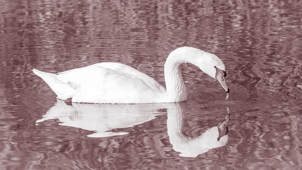 Labuť Elegantní Pták Vodní Hladině Jezera — Stock fotografie