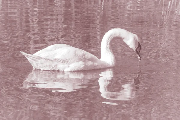Labuť Elegantní Pták Vodní Hladině Jezera — Stock fotografie