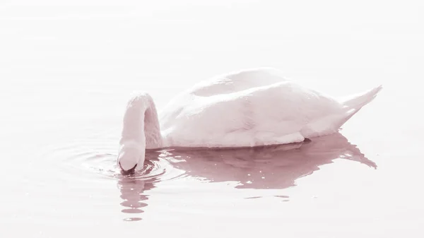 Cisne Pássaro Gracioso Superfície Água Lago — Fotografia de Stock