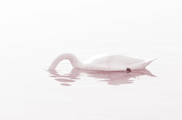 Cisne Pássaro Gracioso Superfície Água Lago — Fotografia de Stock