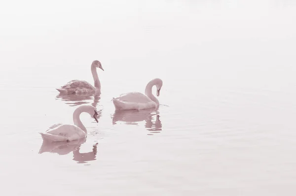 Cisnes Pájaros Agraciados Superficie Del Agua Del Lago — Foto de Stock