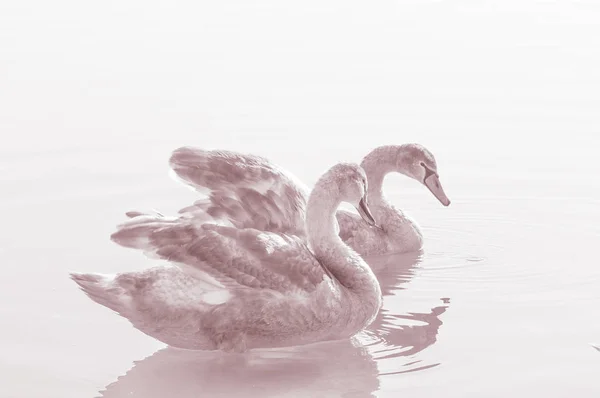 Cisnes Pájaros Agraciados Superficie Del Agua Del Lago — Foto de Stock