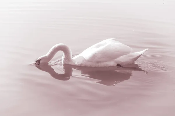 Swan Kecses Madár Víz Felszínén — Stock Fotó