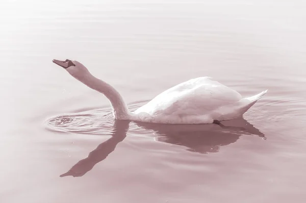 Cigno Grazioso Uccello Sulla Superficie Dell Acqua Del Lago — Foto Stock