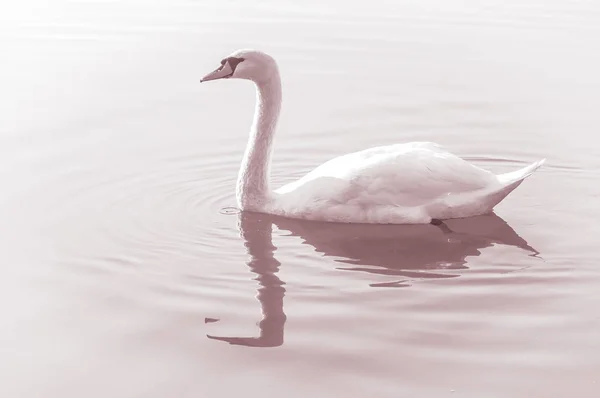 Labuť Elegantní Pták Vodní Hladině Jezera — Stock fotografie