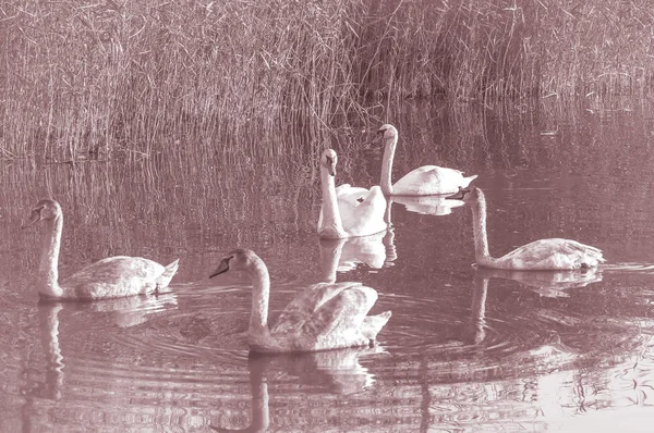 Cisnes Pájaros Agraciados Superficie Del Agua Del Lago — Foto de Stock