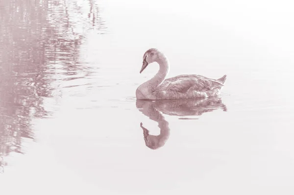 Labuť Elegantní Pták Vodní Hladině Jezera — Stock fotografie