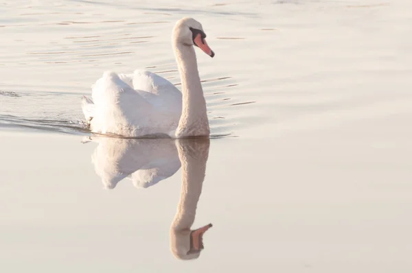 Labuť Elegantní Pták Vodní Hladině Jezera — Stock fotografie