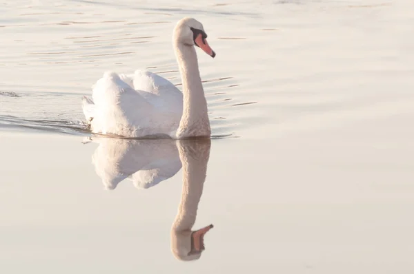 Cisne Pájaro Agraciado Superficie Del Agua Del Lago — Foto de Stock