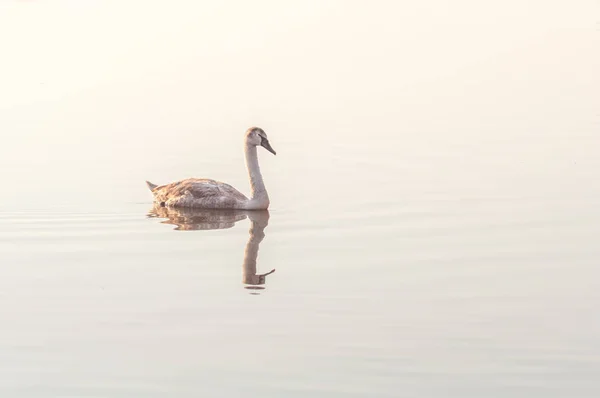 Cisne Pájaro Agraciado Superficie Del Agua Del Lago — Foto de Stock
