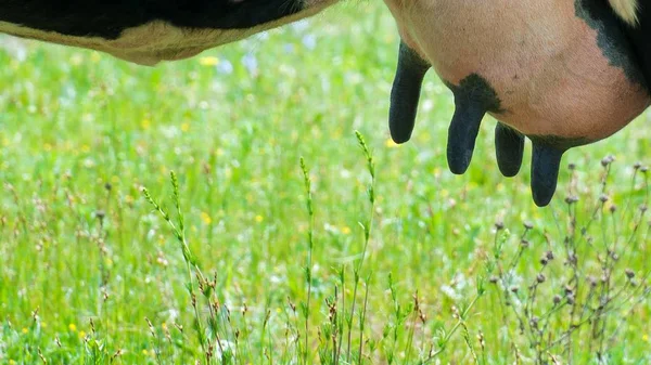 Euter einer Kuh mit schwarzen Brustwarzen in Großaufnahme. Kapazität mit frischer Milch. — Stockfoto