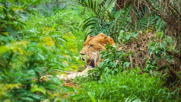 Adult calm lioness lies in dense green thickets.